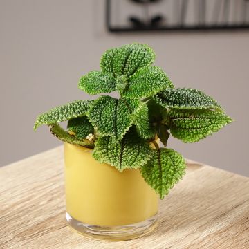 Pilea ovalis Moon Valley Pilea ovalis Moon Valley