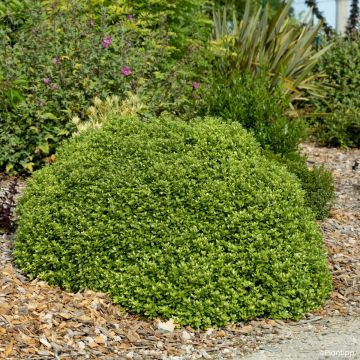 Pittosporum tenuifolium Beach Ball - Kohuhu