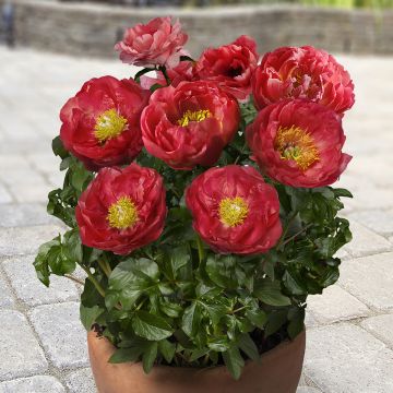 Paeonia lactiflora Moscow (Patio Peony Series) - Dwarf Peony Paeonia lactiflora Moscow (Patio Peony Series) - Dwarf Peony