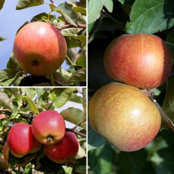 Triple apple tree - Malus domestica Elstar, Jonagold and Red Boskoop