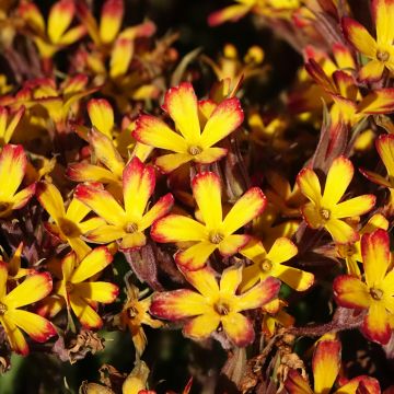 Primula polyanthus Oak Leaf Yellow Picotee - Hose-in-hose