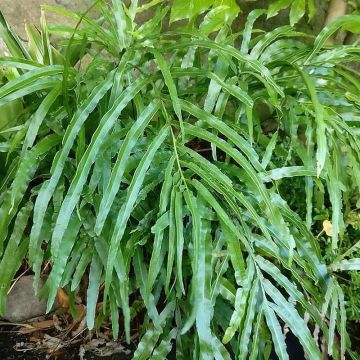 Pteris umbrosa - Jungle Brake Pteris umbrosa - Jungle Brake