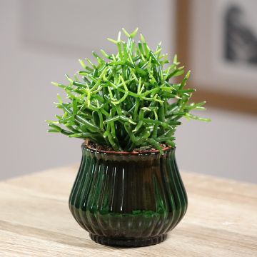 Rhipsalis baccifera - Mistletoe cactus