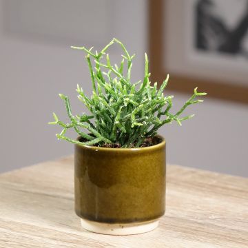 Rhipsalis cereuscula - Coral cactus