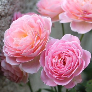 Rosa Jubilee Celebration Aushunter Rosa Jubilee Celebration Aushunter