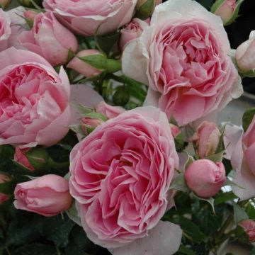 Rosa Generosa Delia