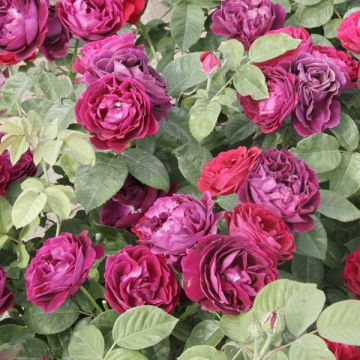 Rosa Hybride remontant Souvenir du Dr Jamain