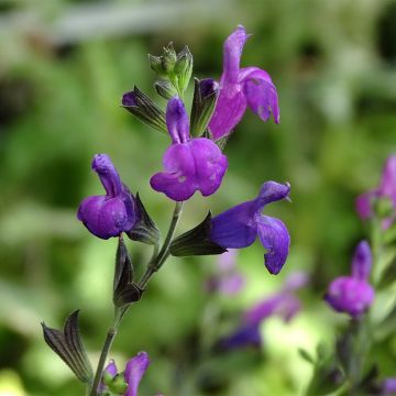 Salvia Arctic Blaze Purple