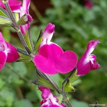 Salvia greggii Cherry Lips