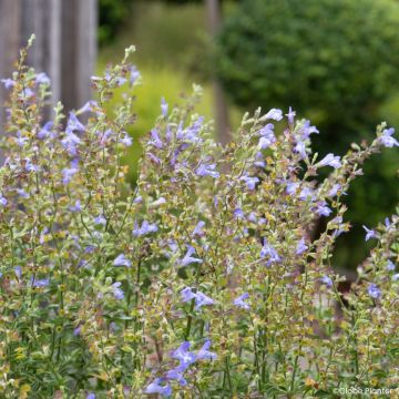 Salvia splendens Heat Hero™ Blue - Scarlet Sage