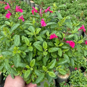 Salvia greggii Mirage® Hotpink