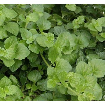 Satureja douglasii Indian Mint Satureja douglasii Indian Mint
