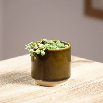 Senecio rowleyanus 'Variegata' - String of pearls