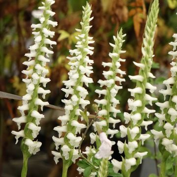 Spiranthes Cernua var odorata - Chadds Ford