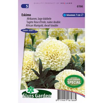 Tagetes erecta var. nana 'Eskimo'