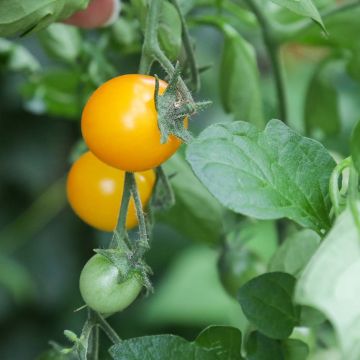 Tomato Gold Nugget in seedlings Tomato Gold Nugget in seedlings