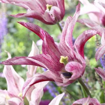 Tulipa Magic Wings -  - Lily flowering Tulip