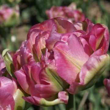 Tulipa  Groenland - Tulipe Groupe Viridiflora