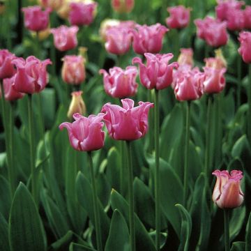 Tulipa  Picture - Tulipe Groupe Coronet