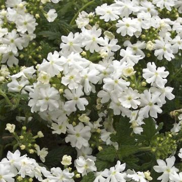 Verbena Virgo White Verbena Virgo White