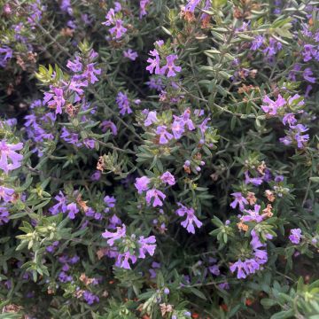 Westringia fruticosa 'WES03' BLUE GEM - Westringia ligneux