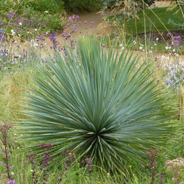 Yucca rostrata Yucca rostrata