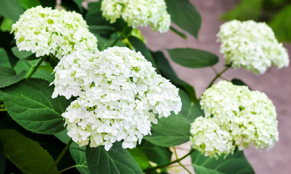 Over 700 varieties on special offer right now!