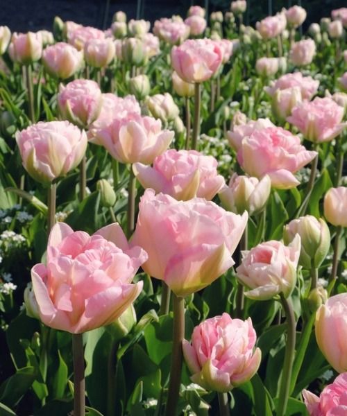 Choose from over 1,000 varieties!