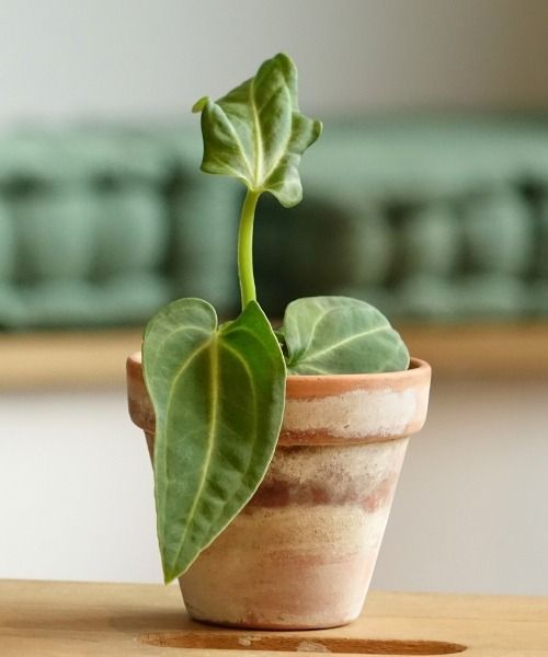 All our indoor plants in mini format