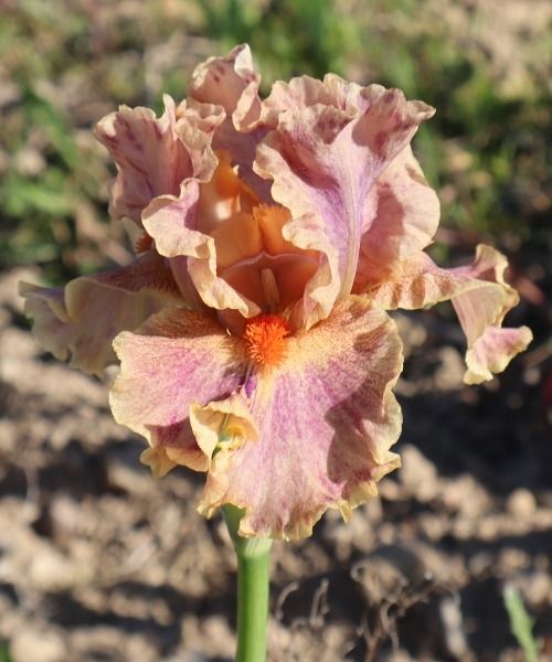 LOVELY NEW IRIS GERMANICA