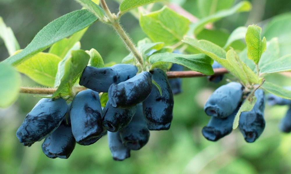 Order your favourite berries so you can enjoy their delicious fruits as early as next year
