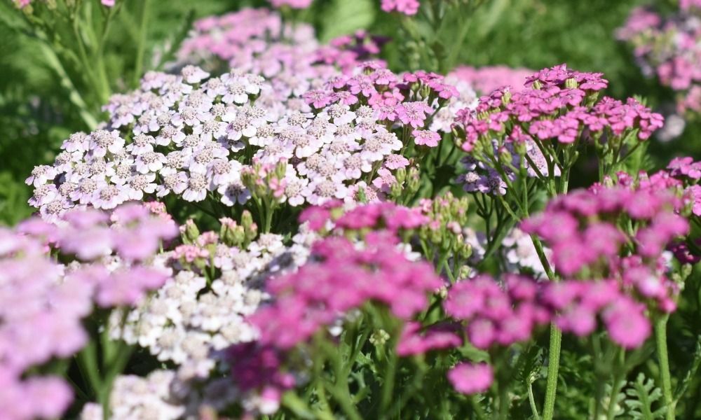 Over 450 varieties on special offer right now!