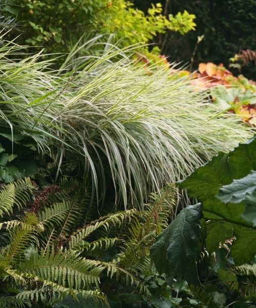 Up to 30% off selected plants!
