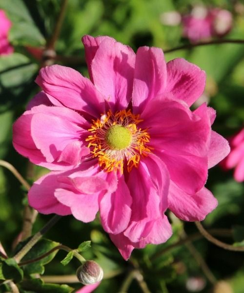 The most beautiful plants of the moment