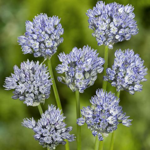 Allium caesium - Ornamental garlic with blue flower balls.