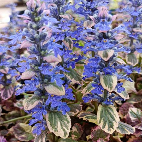 Ajuga reptans Burgundy Glow - Variegated creeping bugle