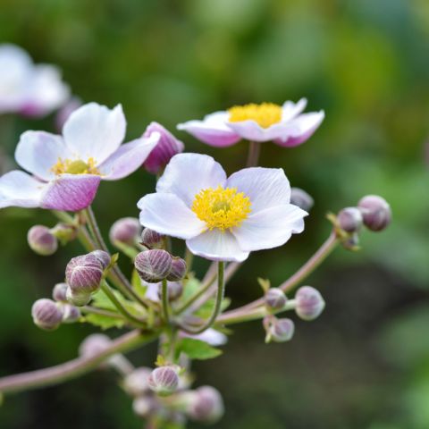 Anemone rupicola x hupehensis Regal Swan - Japanese anemone with pink ...