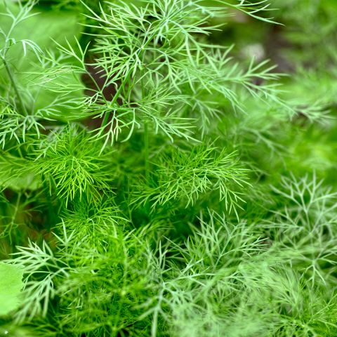 Dill Thalia - Organic Seeds - Anethum graveolens