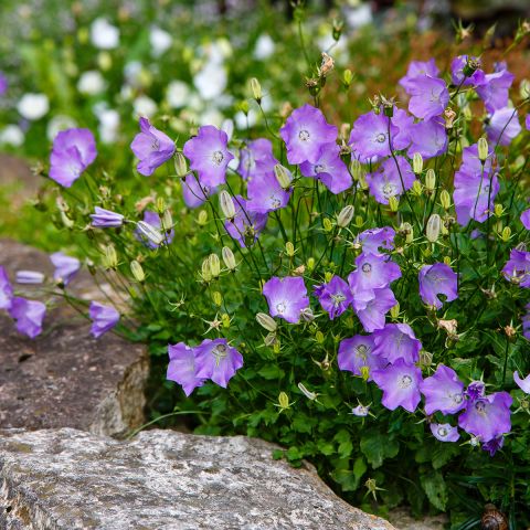 Campanula carpatica 'Blaue Clips' Blue Campanula carpatica, very