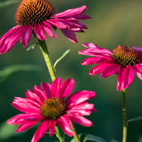 Echinacea Kismet Raspberry - Compact coneflower with large pink-red ...