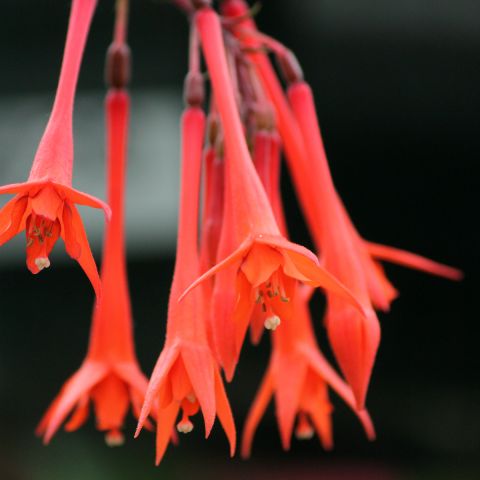 Fuchsia triphylla Thalia - Bush variety with clusters of delicate ...