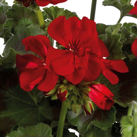 Interspecific Geranium 'Galaxy' Dark Red - Pelargonium with red flowers.