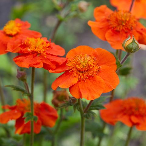 Geum coccineum Feuermeer - Long-flowering avens with orange flowers.