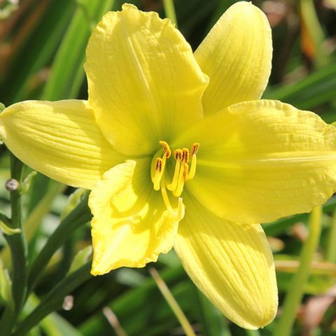 Daylily Green Flutter - Hemerocallis Green Flutter - with lemon yellow ...