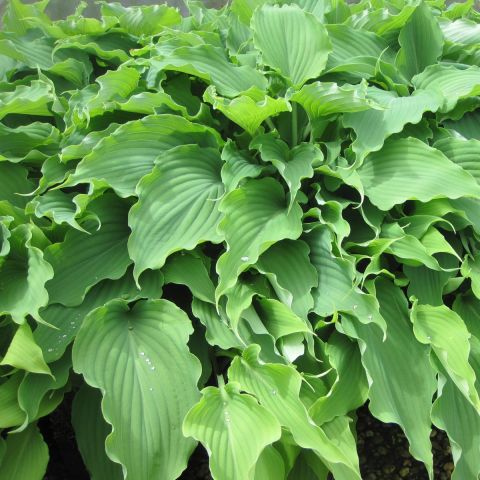 Hosta Neptune - Large blue-green leaves, lanceolate and undulate.