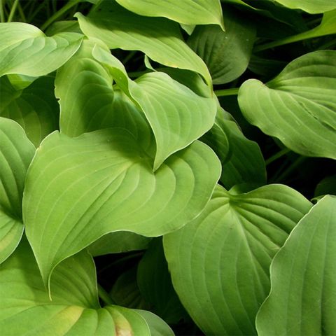 Hosta nakaiana - A miniature variety with green foliage and lavender ...