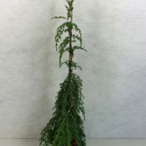 Juniperus Communis Horstmann - Common Juniper - Weeping Conifer