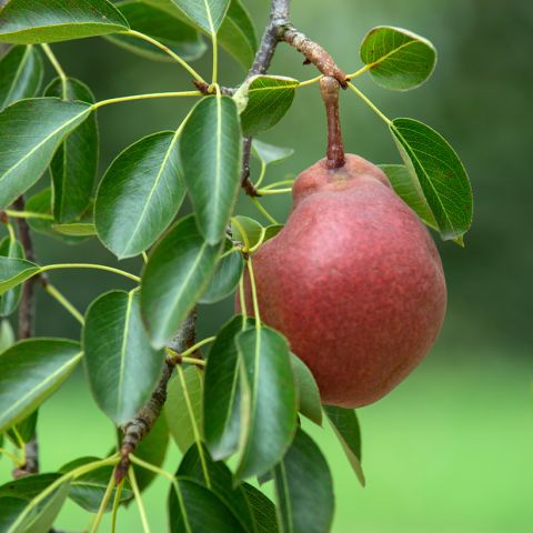 Stark Crimson Pear or Starkrimson Organic - Variety of red, sweet, and ...