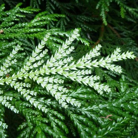 Thujopsis dolabrata - white Japanese Cedar, conifer with hatchet-shaped ...