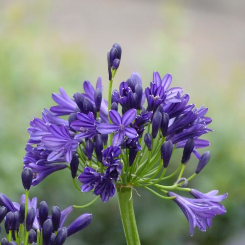 Agapanthus 'Royal Velvet' - Hardy Agapanthus, deciduous, with dark ...